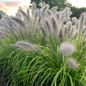 healthy PRAIRIE WINDS® 'Lemon Squeeze' Pennisetum alopecuroides blooming