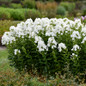 healthy LUMINARY™ 'Backlight' Phlox paniculata