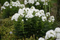 LUMINARY™ 'Backlight' Phlox paniculata in the garden