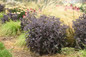 ROCK 'N GROW® 'Back in Black' Sedum in the garden