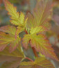 Summer Wine Ninebark burgundy foliage