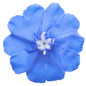 Blue My Mind® XL Dwarf Morning Glory in Mixed Annual Hanging Basket