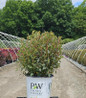 Tiny Wine® Ninebark