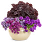 Violet Knight™ Sweet Alyssum combo