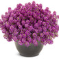Violet Knight™ Sweet Alyssum flowering