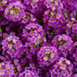 Violet Knight Sweet Alyssum covered in flowers