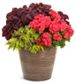 Boldly® Coral Geranium combo