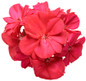 Boldly® Coral Geranium flower petals close up