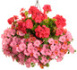 Boldly® Coral Geranium in hanging Basket