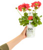 Boldly® Coral Geranium in Proven Winners Pot
