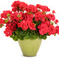 Boldly® Coral Geranium flowering