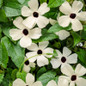 Coconut A-Peel® Black-Eyed Susan Vine flowers