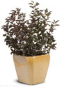 Summer Wine Ninebark in Pot