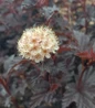 Summer Wine Black Ninebark white flowers