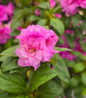 Autumn Majesty Azalea vibrant purple blooms