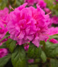 Autumn Majesty Azalea flower close up