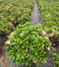 Autumn Starburst Reblooming Azalea compact habit