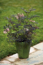 Small Black Lace Elderberry in Garden Planter