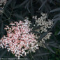 Black Lace Elderberry Foliage and Flowers