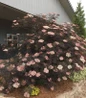 Black Lace Elderberry full plant view
