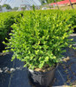 Green Velvet Boxwood container crop