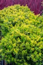 Touch of Gold Holly rounded shrubs