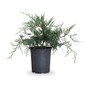 Grey Owl Juniper in garden plante