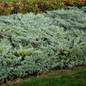 Grey Owl Juniper growing