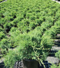 Grey Owl Juniper #3 container