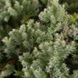 healthy Green Mound Nana Juniper