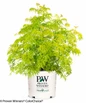 Lemony Lace Elderberry in Proven Winners Pot