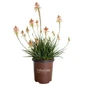 Safari Sunrise Aloe in Southern Living Pot
