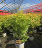 Metamorphosa Japanese Maple nursery container plant