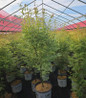 Metamorphosa® Japanese maple #3 pot