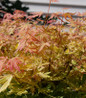 Metamorphosa® Japanese maple colorful foliage