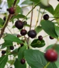 Low Scape Snowfire™ Aronia red berries fall display