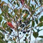 Low Scape Snowfire™ Aronia fruits