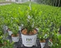 Low Scape Snowfire® Chokeberry #3 pot