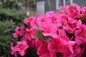 Perfecto Mundo® Epic Pink Azalea covered in flower