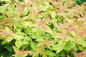 Kodiak Fresh Diervilla leaves