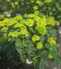 Invincibelle Sublime Smooth Hydrangea nursery container plant