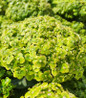 Invincibelle Sublime Smooth Hydrangea lime green blooms
