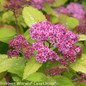 Double Play Big Bang Spirea Flowers and Leaves