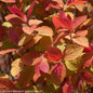 Double Play Big Bang Spirea With Red Leaves
