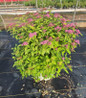 Double Play Big Bang Spirea #2 container