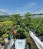 Reminiscent® Coral Landscape Rose #3 pot