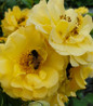 Rise Up Amberness® Mini Climber Rose flower close up