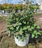 Double Play® Blue Kazoo® Spirea in pot