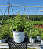 Rise Up Lilac Days® Mini Climber Rose #3 pot