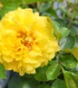 Rise up® Ringo® Mini Climber Rose yellow flower cllose up
